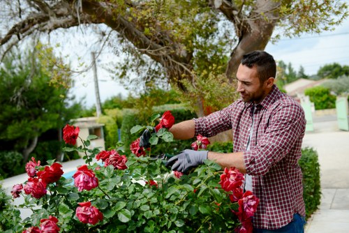 Gardening services in St Margarets for neat lawns and borders