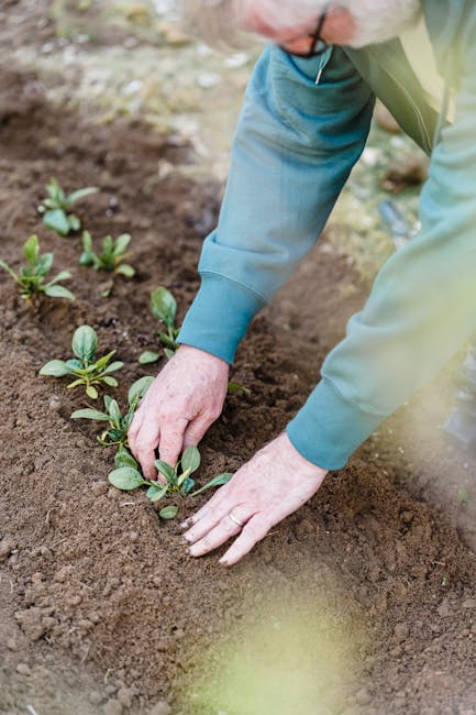 A gardener with aged hands is shown planting young green seedlings in a neatly prepared bed of dark, moist soil. The gardener is wearing a blue-green waterproof jacket and is carefully pressing the se